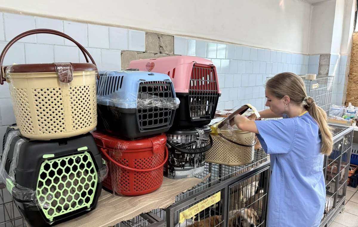 В Дружковке стерилизовали и привили 100 бездомных животных