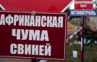 Из-за африканской чумы свиней на Донбассе ограничено движение автотранспорта