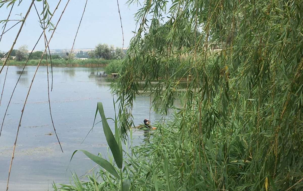 В пруду в Константиновке утонул мужчина