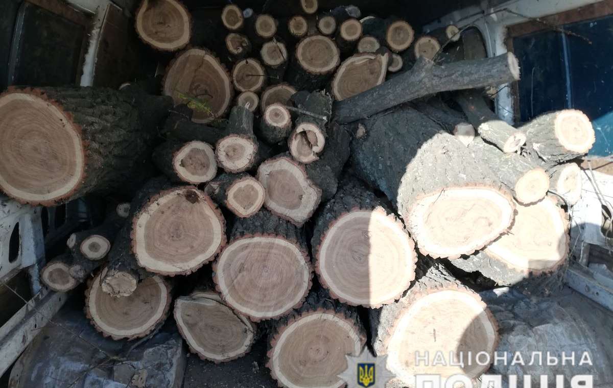Полицейские Краматорска при патрулировании обнаружили незаконную вырубку леса