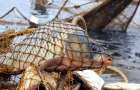 Жителя Дружківки оштрафували за вилов риби сіткою