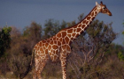 В соцсетях спорили о том, какой галстук должен носить жираф