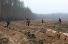 На місці знищеного лісу в Ліманской громаді висадили сосни 