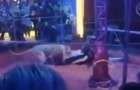 Львица напала на дрессировщика во время циркового номера (видео)