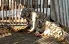 Мариупольский зоопарк пополнился тигрятами-альбиносами