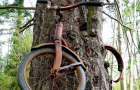 В Китае мужчина спилил дерево, чтобы украсть велосипед