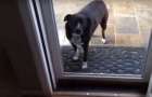 Собака не может войти в открытую дверь: Ролик набирает популярность