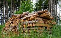 Які дрова зможуть безкоштовно заготовляти мешканці Костянтинівки