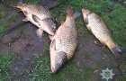 Есть ли в реках Краматорска отравленная рыба