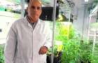 В Испании ученые создали первую «легальную» марихуану