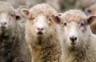 Овцы умеют распознавать по фото знаменитостей 