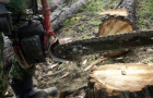 В Торецке борются с незаконной вырубкой деревьев