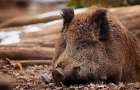67 boars died from plague from the beginning of the year in the Konstantinovsky district 