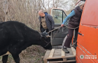 Коровы, куры, собаки и кот: "Белые ангелы" с волонтерами Дружковки эвакуировали семью с животными