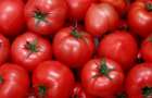 Ученые: Вкус помидоров определяется генетически 