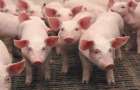 В Краматорске обнаружен новый очаг африканской чумы свиней