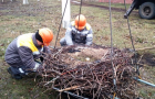 Защита белого аиста: ДТЭК Донецкоблэнерго продолжил установку спецгнезд для птиц на электроопорах