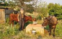 Вывел своих коров из Торецка: 70-летний дедушка дошел до Святогорска пешком