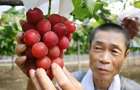 Самый дорогой сорт в мире: в Японии гроздь винограда продали за 11 тысяч долларов