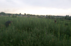 2973 куста конопли уничтожены в Донецкой области.