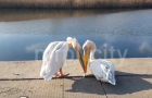 На берег реки в Мариуполе прилетели пеликаны