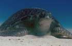 В популяции черепах на Большом барьерном рифе стало слишком много самок из-за тепла