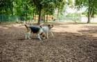 Власти Мариуполя пообещали обустроить парки для выгула собак