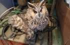 Военнослужащие под Добропольем спасли раненую сову