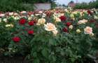 В Константиновском районе зацветут более 400 новых кустов роз
