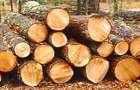 На Закарпатье работник лесного хозяйства брал взятки за сокрытие незаконной вырубки