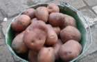 В Украине осенью цены на картофель могут побить все рекорды