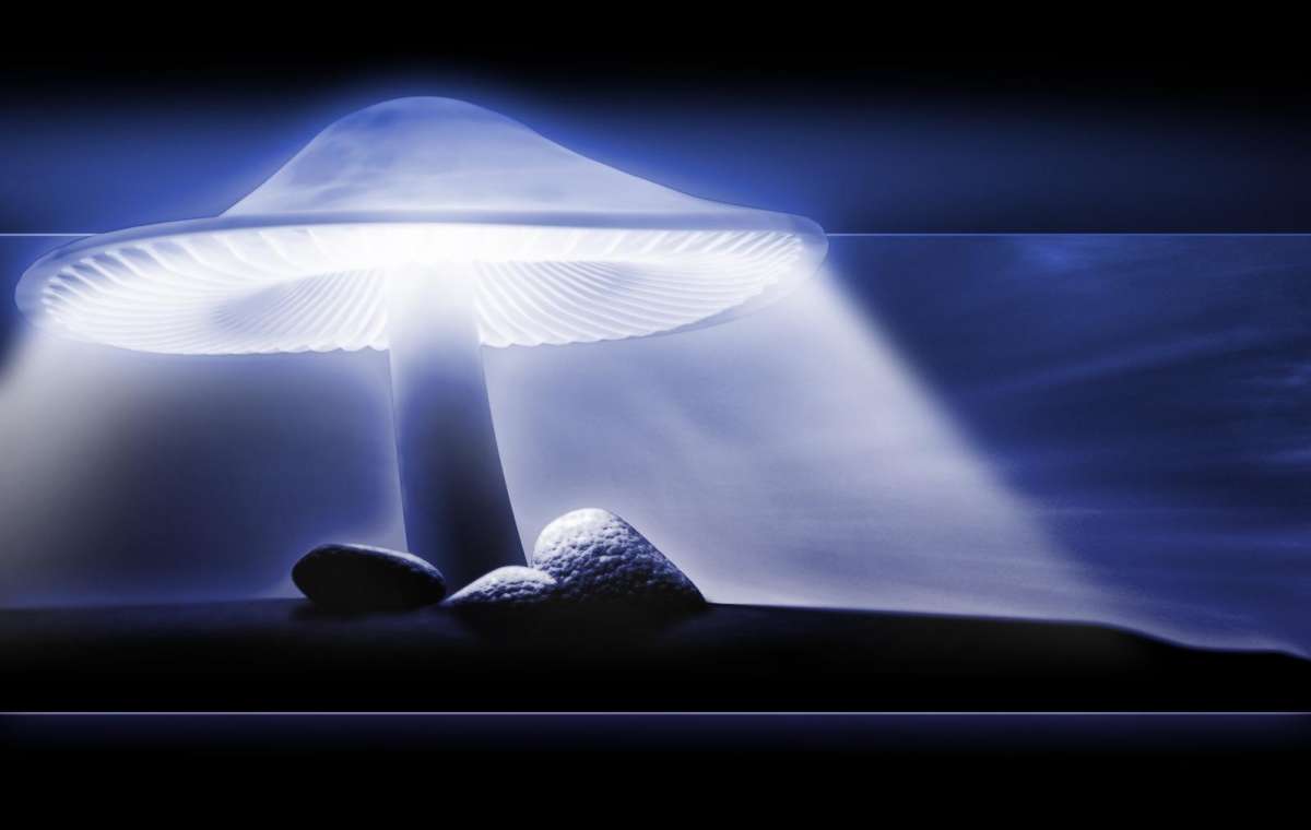 Биолампа из грибов может появиться на вашем рабочем столе