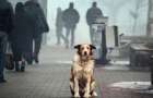 Украина лидирует по количеству бездомных собак