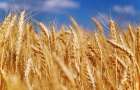 Покровский район стал третьим в области по урожаю зерновых