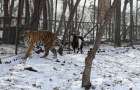 Жизнь животных: Козел Тимур выгнал друга-тигра из убежища