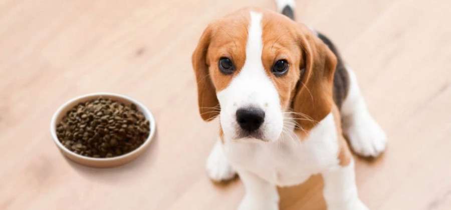Почему важно выбирать качественный корм для вашего щенка?