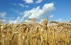 Ставка на пшеницу: В Украине пересмотрели приоритеты посевной кампании