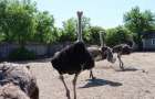 В Соледарской ОТГ туризм будут развивать с помощью страусиной фермы