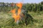 В Константиновском районе полицейские уничтожили гектар конопли