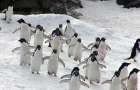 В Антарктиде нашли колонию пингвинов в 1,5 млн особей 