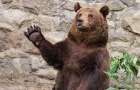 В зоопарке Мариуполя медведь расправился с камерой видеонаблюдения 