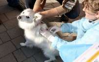 В Славянской громаде проведут бесплатную вакцинацию домашних животных от бешенства